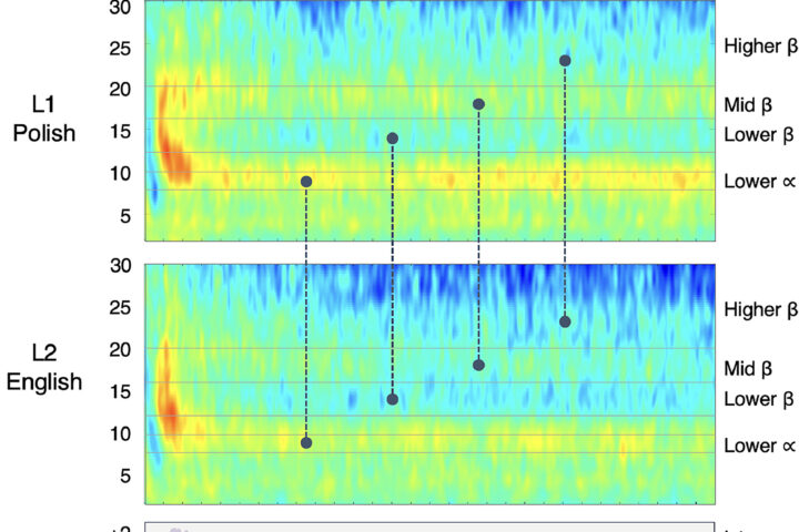 Operating in a second language lowers cognitive interference during creative idea generation