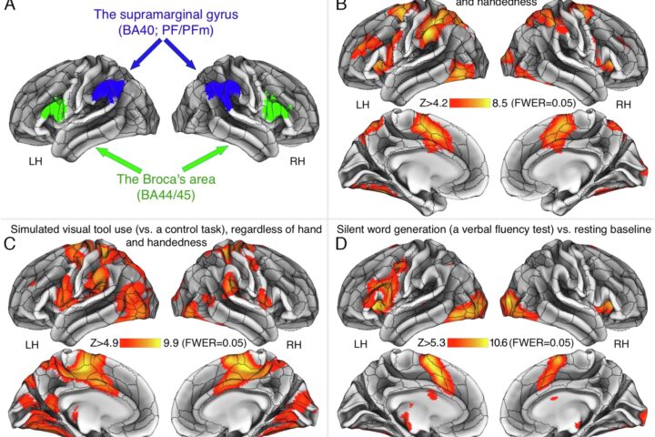 The control of human technology and language in individuals with different handedness status