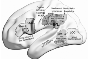Parietal hub for goal-directed complex tool use